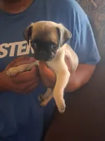 Wash my belly, a male Pug for sale in San Bernardino, CA – 1 of 7