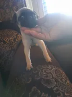 Wash my belly, a male Pug for sale in San Bernardino, CA – 3 of 7