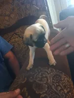 Wash my belly, a male Pug for sale in San Bernardino, CA – 6 of 7