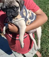Belly baby, a male Pug for sale in San Bernardino, CA – 3 of 5