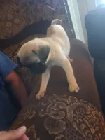 Wash my belly, a male Pug for sale in San Bernardino, CA – 5 of 7