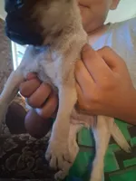 Tigre, a male Pug for sale in San Bernardino, CA – 6 of 7