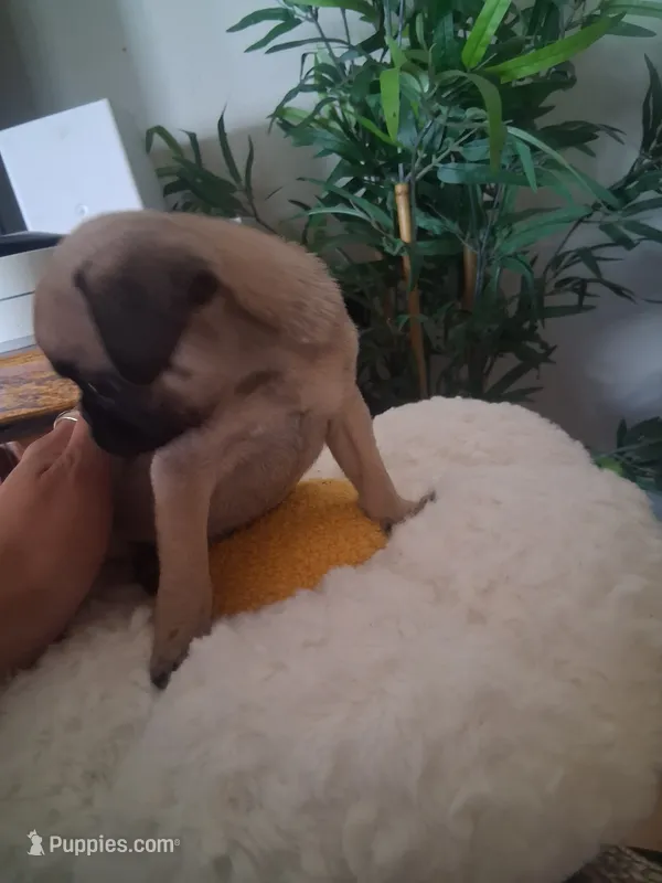 Lulu – Pug puppy for sale in San Bernardino, CA