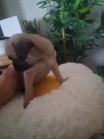 Lulu, a female Pug for sale in San Bernardino, CA – 1 of 5