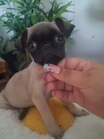 Lulu, a female Pug for sale in San Bernardino, CA – 4 of 5
