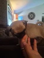 Tigre, a male Pug for sale in San Bernardino, CA – 3 of 7