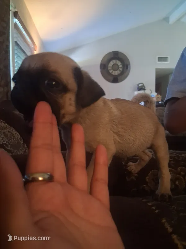 Tiger – Pug puppy for sale in San Bernardino, CA