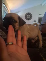 Tigre, a male Pug for sale in San Bernardino, CA – 4 of 7