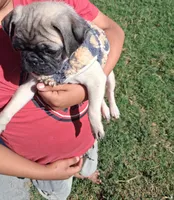 Belly baby, a male Pug for sale in San Bernardino, CA – 5 of 5