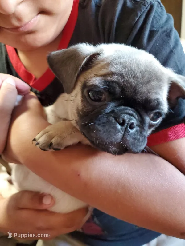 Belly baby – Pug puppy for sale in San Bernardino, CA