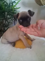 Lulu, a female Pug for sale in San Bernardino, CA – 5 of 5