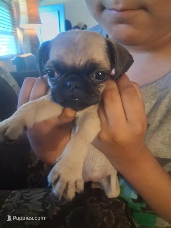 Tigre – Pug puppy for sale in San Bernardino, CA
