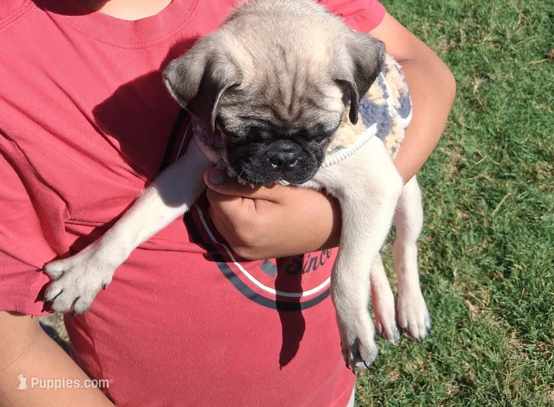 Belly baby – Pug puppy for sale in San Bernardino, CA