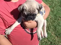 Belly baby, a male Pug for sale in San Bernardino, CA – 1 of 5