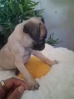 Lulu, a female Pug for sale in San Bernardino, CA – 2 of 5