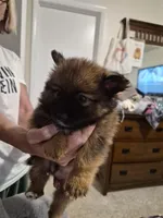 Dior, a male Pomeranian for sale in Deltona, FL – 2 of 4