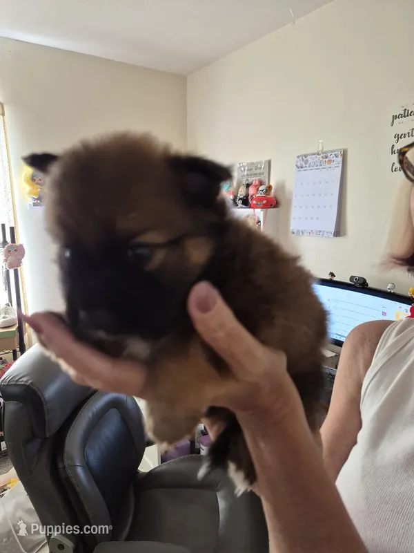 Dior – Pomeranian puppy for sale in Deltona, FL