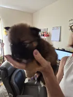 Dior, a male Pomeranian for sale in Deltona, FL – 1 of 4