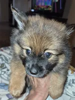 Dior, a male Pomeranian for sale in Deltona, FL – 3 of 4
