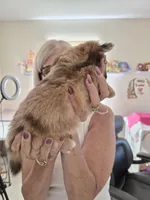 Channel, a female Pomeranian for sale in Deltona, FL – Photo 2 of 2