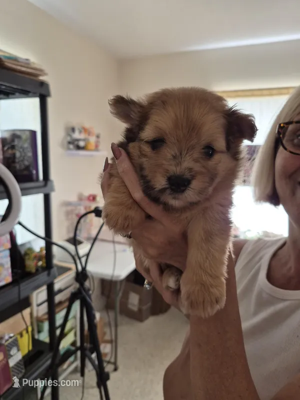 Channel, a female Pomeranian for sale in Deltona, FL – Photo 1 of 2