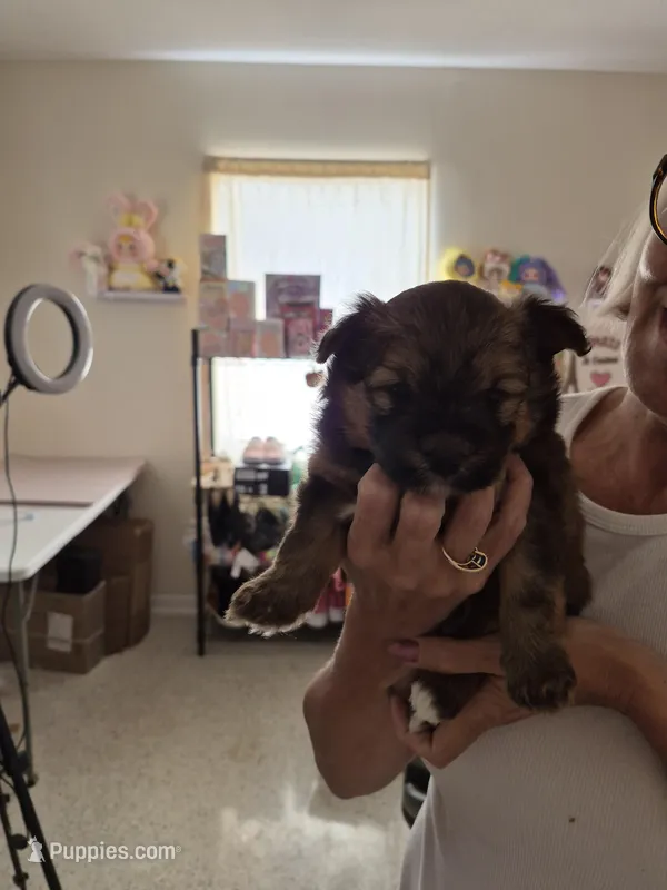 Louie – Pomeranian puppy for sale in Deltona, FL