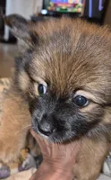 Dior, a male Pomeranian for sale in Deltona, FL – 4 of 4