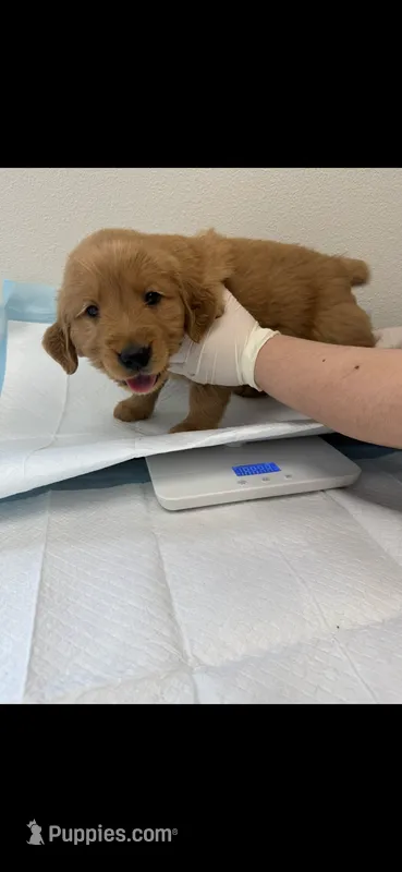 Penny – Golden Retriever puppy for sale in Bakersfield, CA