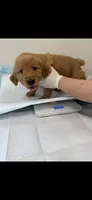 Penny, a female Golden Retriever for sale in Bakersfield, CA – 1 of 3