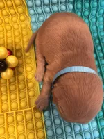 Buddy, a male Golden Retriever for sale in Bakersfield, CA – Photo 2 of 3