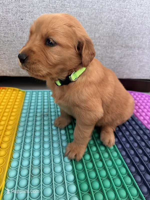 Ruby – Golden Retriever puppy for sale in Bakersfield, CA