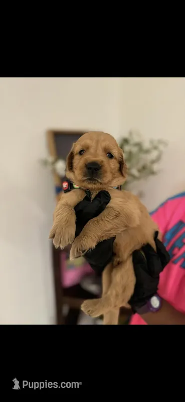 Luna – Golden Retriever puppy for sale in Bakersfield, CA