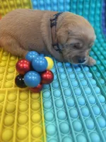 Charlie, a male Golden Retriever for sale in Bakersfield, CA – Photo 1 of 3