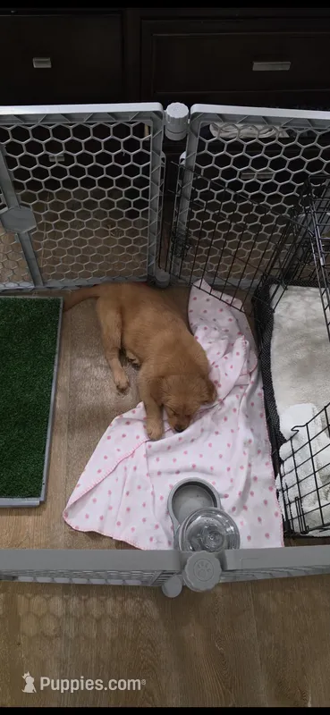 Luna – Golden Retriever puppy for sale in Bakersfield, CA