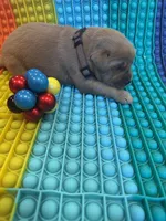 Charlie, a male Golden Retriever for sale in Bakersfield, CA – Photo 3 of 3