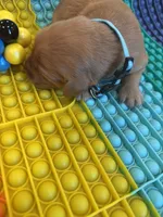 Buddy, a male Golden Retriever for sale in Bakersfield, CA – Photo 3 of 3