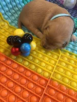 Buddy, a male Golden Retriever for sale in Bakersfield, CA – Photo 1 of 3