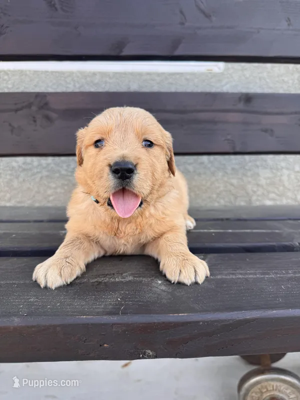 Rozie – Golden Retriever puppy for sale in Bakersfield, CA