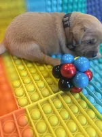 Charlie, a male Golden Retriever for sale in Bakersfield, CA – Photo 2 of 3