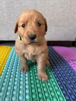 Ruby, a male Golden Retriever for sale in Bakersfield, CA – Photo 2 of 4
