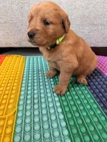 Ruby, a male Golden Retriever for sale in Bakersfield, CA – Photo 4 of 4