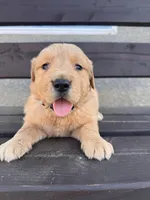 Rozie, a male Golden Retriever for sale in Bakersfield, CA – Photo 2 of 3