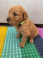 Ruby, a male Golden Retriever for sale in Bakersfield, CA – Photo 3 of 4