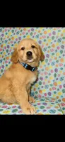 Franklin, a male Golden Retriever for sale in Bakersfield, CA – 2 of 4