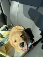 Wallen, a male Golden Retriever for sale in Bakersfield, CA – Photo 2 of 3