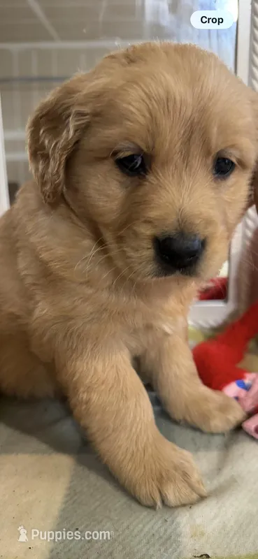 Jax, a male Golden Retriever for sale in Bakersfield, CA – Photo 1 of 3