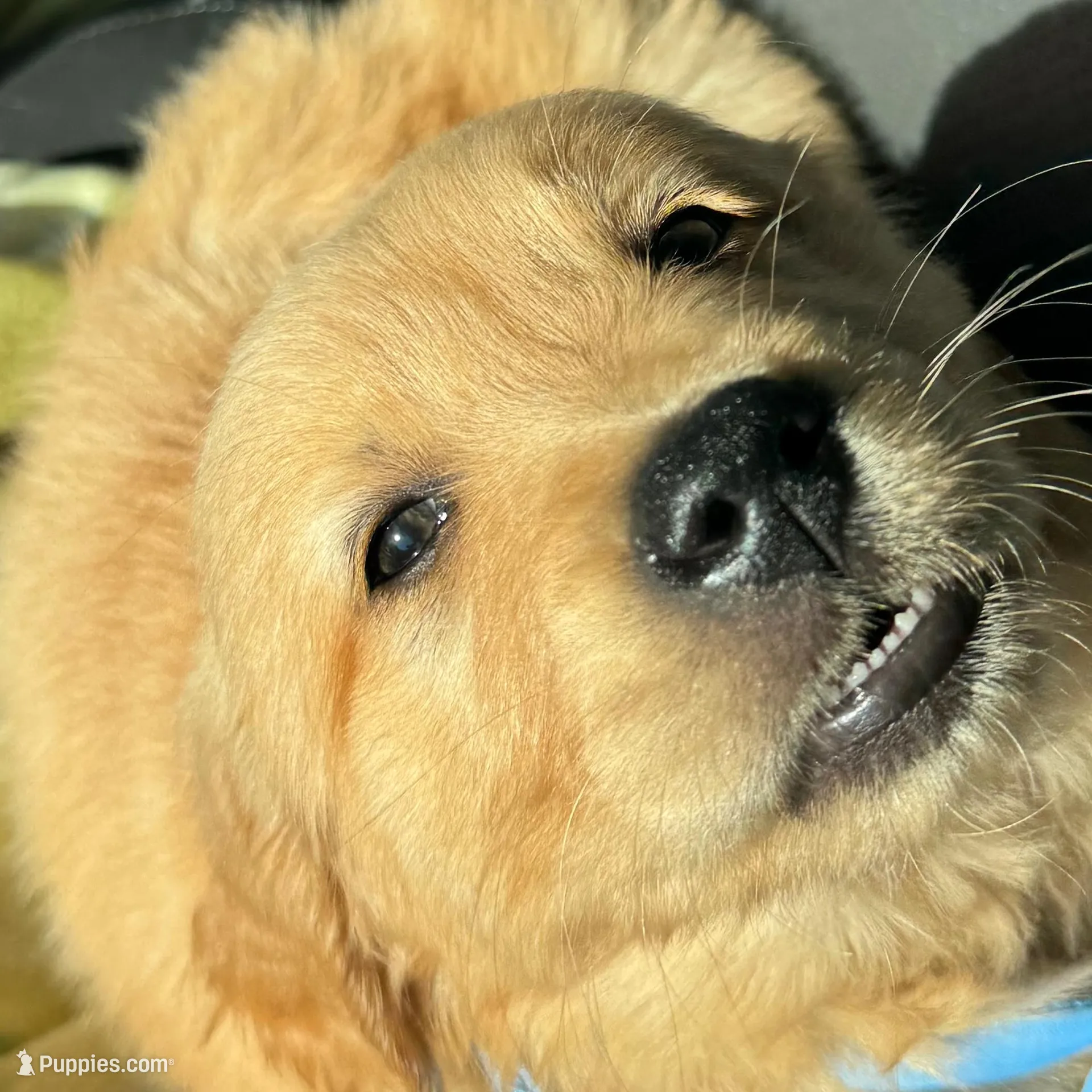 Wallen, a male Golden Retriever for sale in Bakersfield, CA – Photo 3 of 3