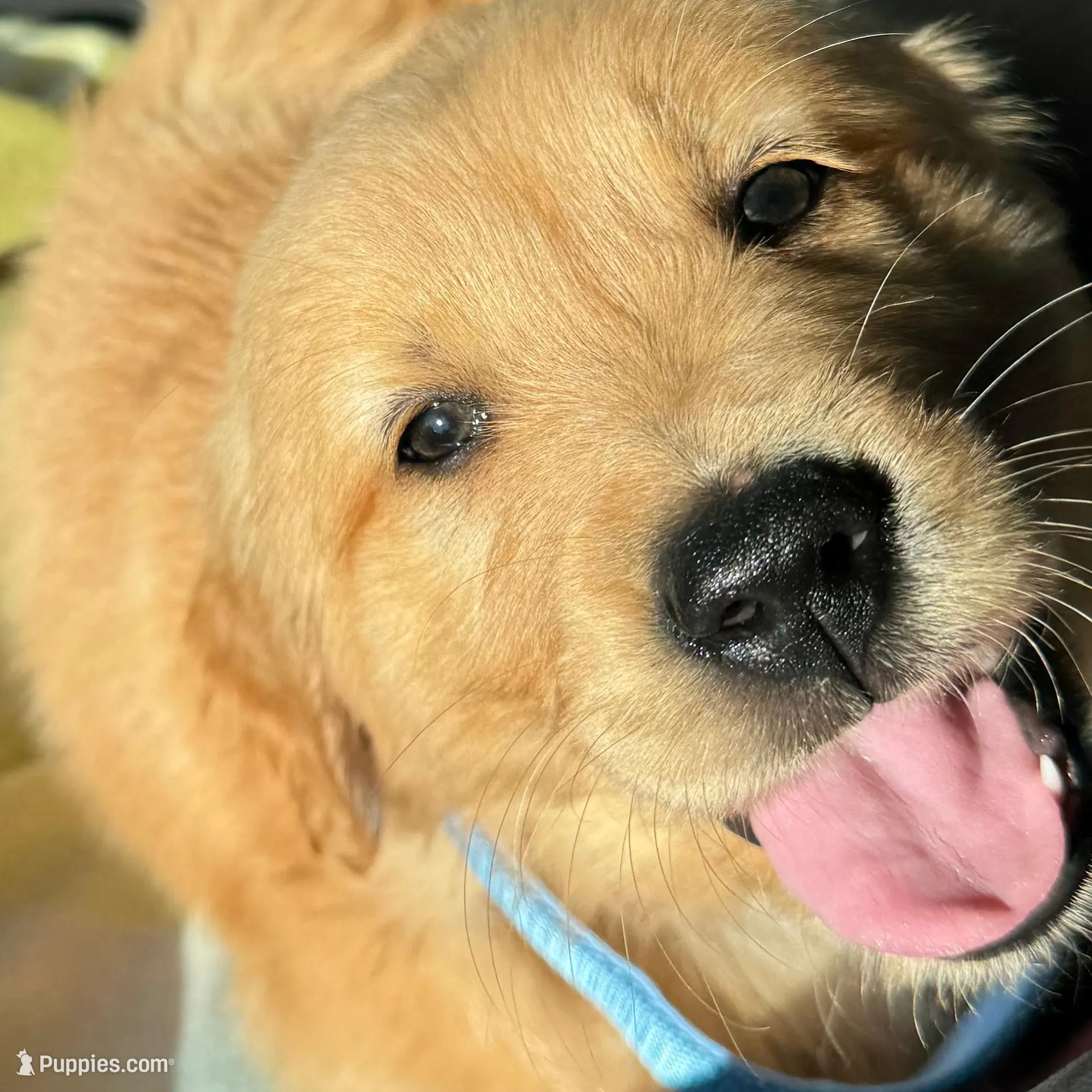 Wallen, a male Golden Retriever for sale in Bakersfield, CA – Photo 1 of 3