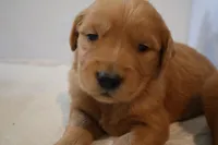 Daisy, a female Golden Retriever for sale in Bakersfield, CA – 2 of 2