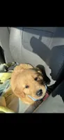 Franklin, a male Golden Retriever for sale in Bakersfield, CA – 3 of 4